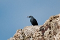 Blådrossel.20120301_8869