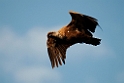 Gåsegrib.20120301_8775