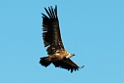 Gåsegrib.20120301_8795