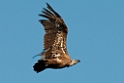Gåsegrib.20120301_8798
