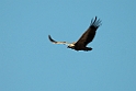 Gåsegrib.20120301_8825