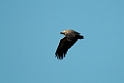 Gåsegrib.20120301_8830