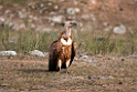 Gåsegrib.201203mar_4506
