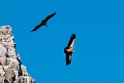 Gåsegribbe.20120301_8803