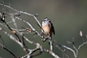 Klippeværling.20120301_8889