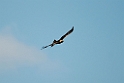 Kongeørn.20120301_8900