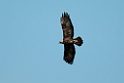 Kongeørn.20120301_8909