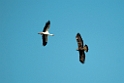 Kongeørn.20120301_8923