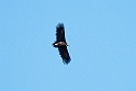 Munkegrib.20120301_8813