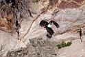 Sort stork.20120301_8811