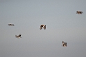 Stortrapper.201203mar_4406