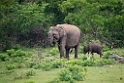Asian Elephant.20131129_0071
