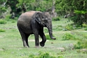 Asian Elephant20131129_0167