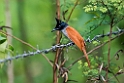 Asian paradise-flycatcher.20131201_0357
