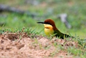 Chestnut-headed Bee-eater.20131129_0042