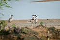 Great Stone-curlew.20131201_0442