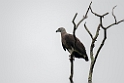 Grey-headed  Fish-eagle.20131207_0579