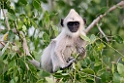 Hanuman Langur.20131201_0417