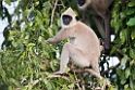 Hanuman Langur.20131201_0425