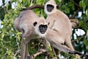 Hanuman Langur.20131201_0426