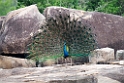 Indian Peacock.20131129_0028