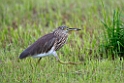 Indian Pond heron.20131201_0487