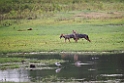 Jackal.20131129_0010