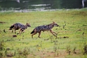 Jackal.20131129_0014