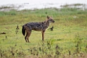 Jackal.20131129_0020