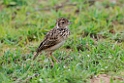 Jerdon's Bush Lark.20131129_0191