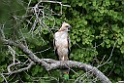 Legge's Hawk-eagle.20131207_0607