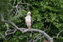 Legge's hawk-eagle.20131207_0596