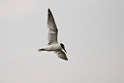 Lille terne.20131129_0250