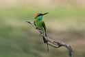 Little Green Bee-eater.20131129_0153