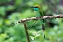 Little green bee-eater.20131207_0618