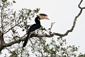Malabar Pied Hornbill.20131129_0204