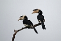 Malabar Pied Hornbill.20131207_0563