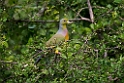 Orange-breasted Green Pigeon.20131129_0086