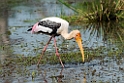 Painted Stork.20131201_0456