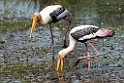 Painted Stork.20131201_0458