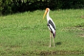 Painted Stork.20131201_0461