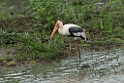 Painted stork.20131129_0097