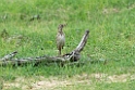 Pipits.20131129_0131