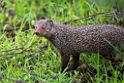 Ruddy Mongoose.20131129_0089