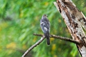Shikra.20131201_0361