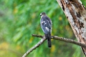 Shikra.20131201_0365