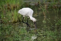 Skestork.20131129_0055