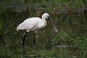 Skestork.20131129_0058