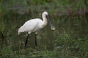 Skestork.20131129_0060