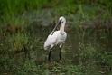 Skestork.20131129_0063